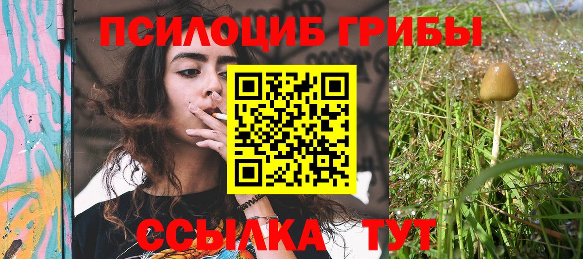 Галлюциногенные грибы Psilocybe Рязань